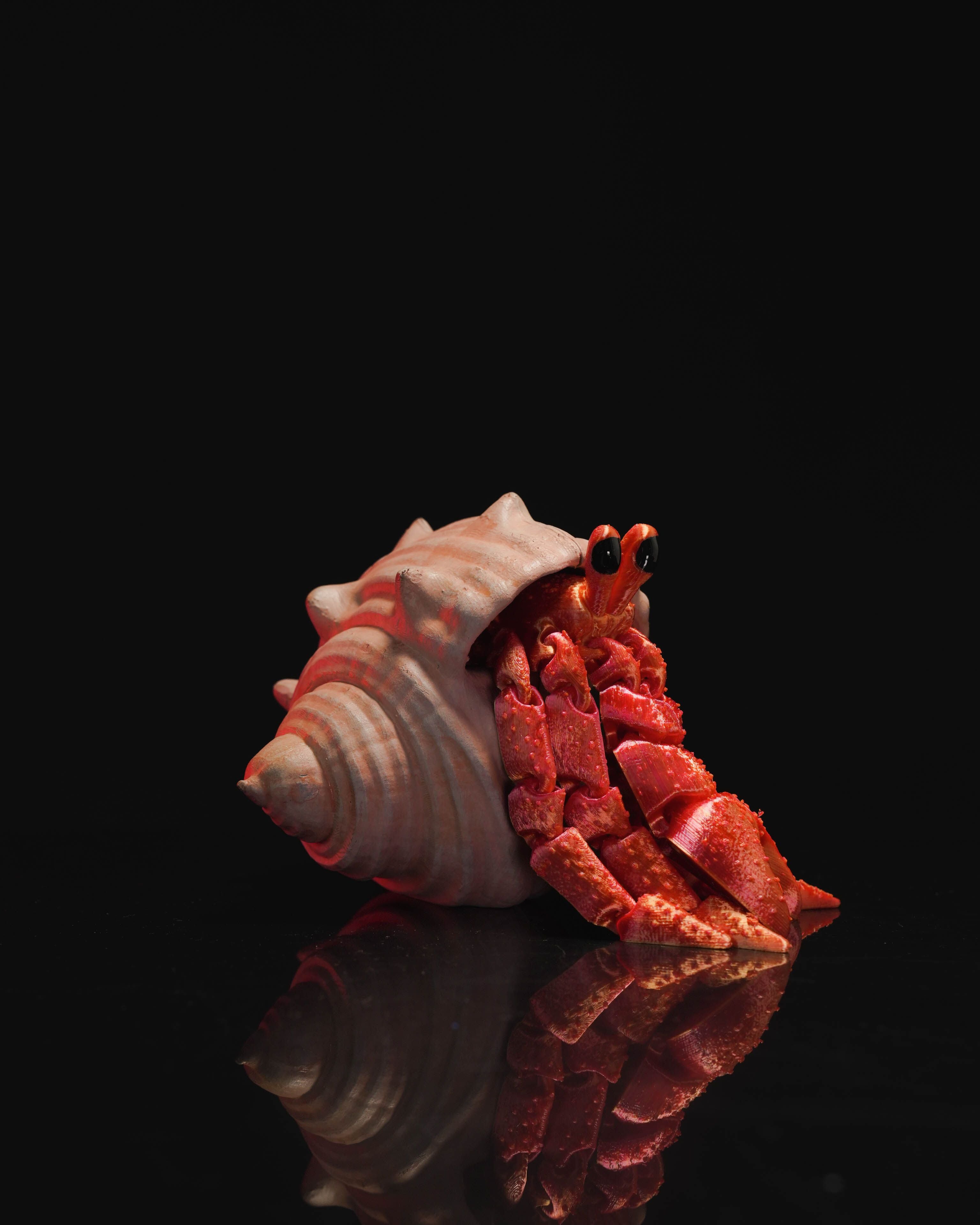 Hermes – Beweglicher Einsiedlerkrebs mit Muschelhaus